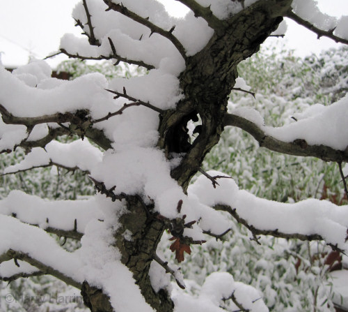 hawthorn bonsai snow